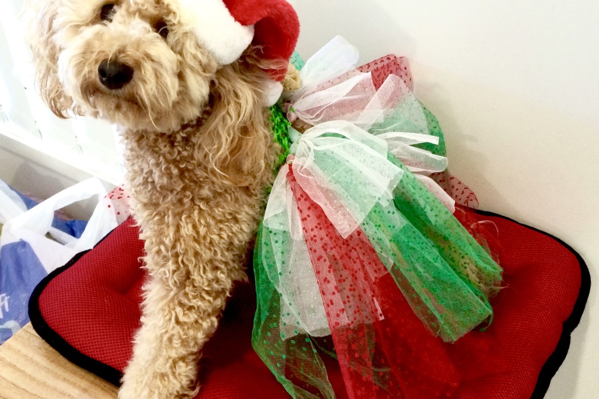 christmas-dog-tutu-xmas